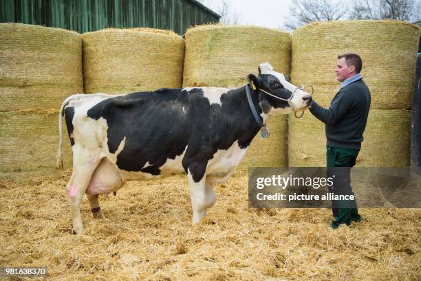 March 2018, Germany, Blieskastel-Altheim: Farmer Andreas Schifferer standing with his black-and-white Holstein Friesian cow in front of hay bales in...