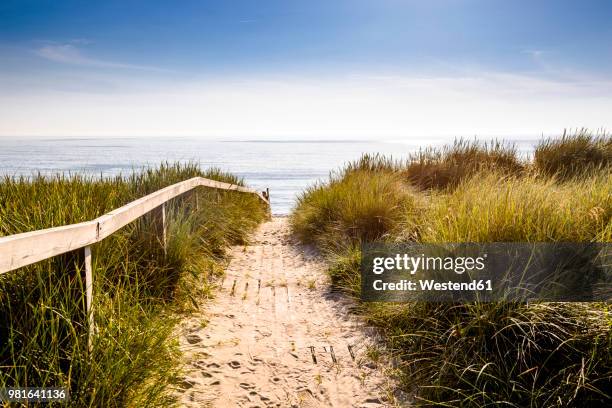 germany, schleswig-holstein, sylt, path through dunes - sanddüne stock-fotos und bilder