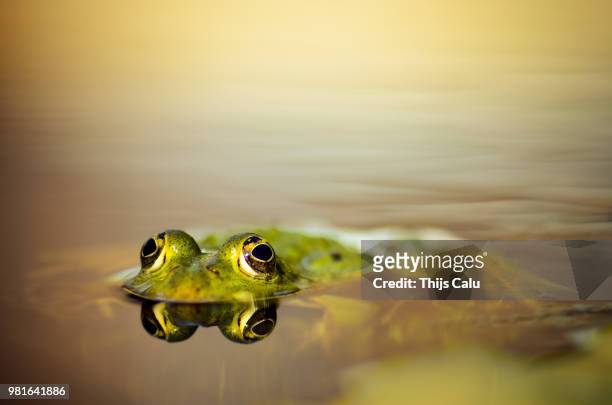 let's get froggy! - froggy stock pictures, royalty-free photos & images