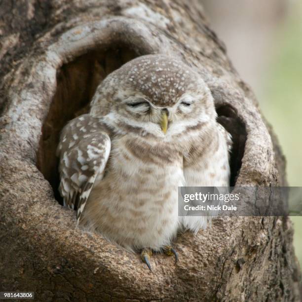 baby spotted owlet close-up - indian spotted owlet bird stock pictures, royalty-free photos & images