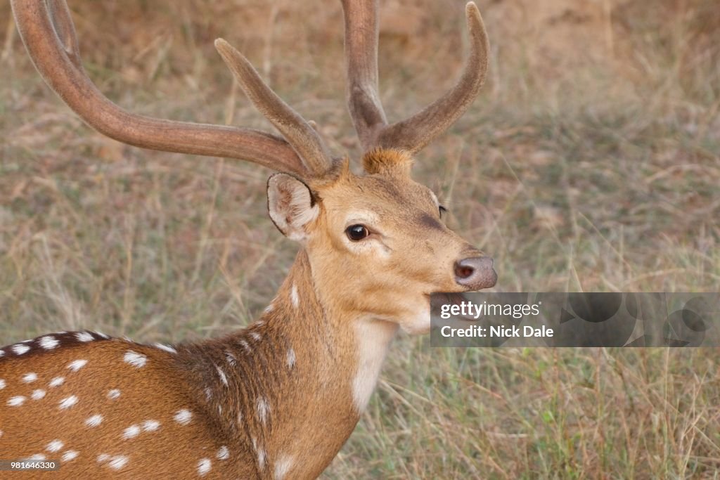 Male spotted deer with mouth open