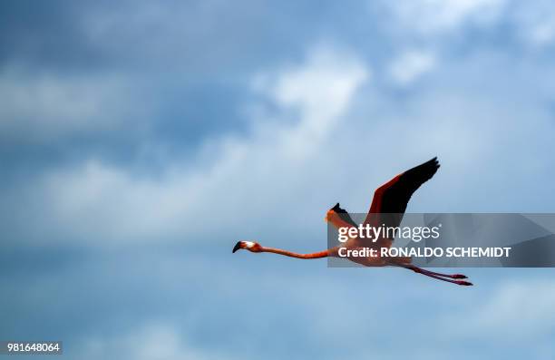 Pink flamingos are pictured at the Rio Lagartos Biosphere Reserve, in Yucatan, Mexico on June 21, 2018. At least 21,960 nests were recorded in this...