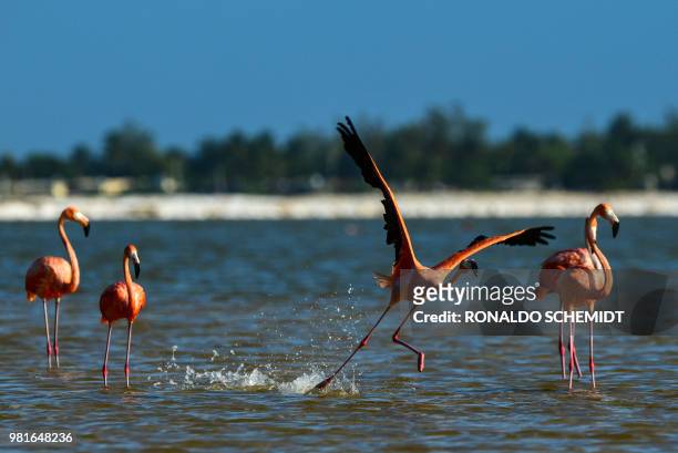Pink flamingos are pictured at the Rio Lagartos Biosphere Reserve, in Yucatan, Mexico on June 21, 2018. At least 21,960 nests were recorded in this...