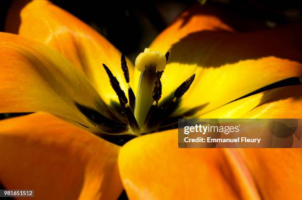 pistil de tulipe - tulipe stock pictures, royalty-free photos & images