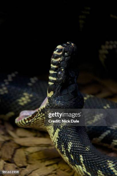 boelen's python with its mouth wide open - snake mouth open stock pictures, royalty-free photos & images