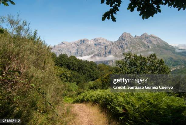 mountains, oaks and fogs - curvo stock pictures, royalty-free photos & images