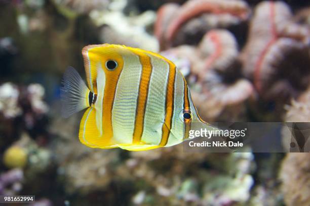 copperband butterflyfish swimming through a coral reef - royal angelfish stock pictures, royalty-free photos & images