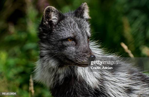 portrait of arctic fox (vulpes lagopus) in cairngorms national park, kincraig, highland, scotland, uk - volpe artica foto e immagini stock