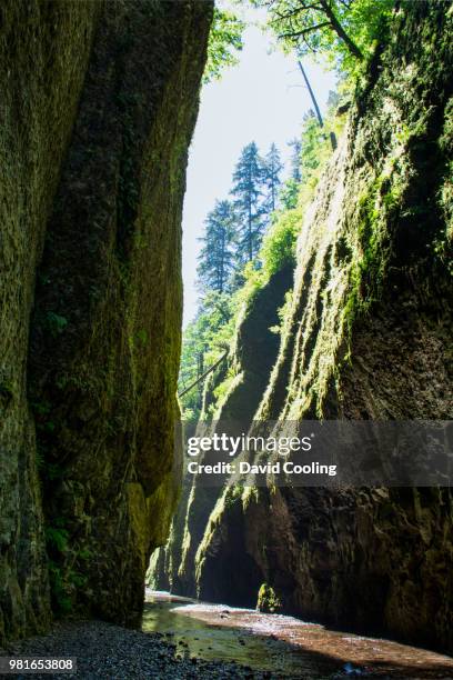 oneonta gorge - oneonta gorge bildbanksfoton och bilder