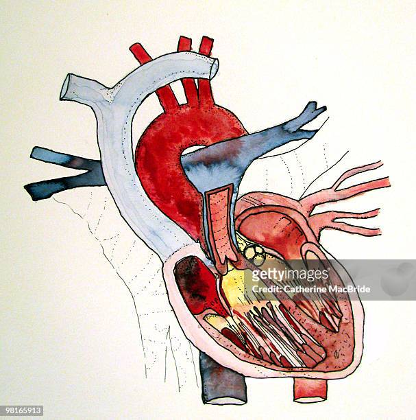 my heart  - catherine macbride stock illustrations