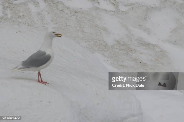glaucous gull spotting arctic fox behind snowbank - glaucous stock-fotos und bilder