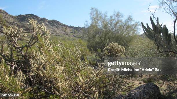 the sonoran desert of arizona - adela foto e immagini stock