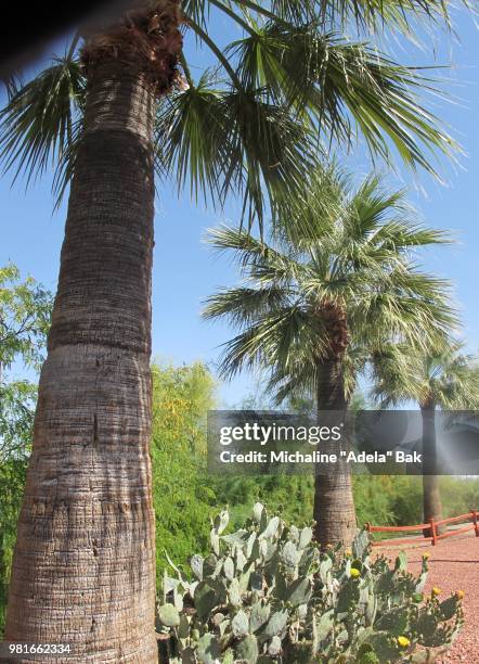 springtime in the sonoran desert - adela foto e immagini stock