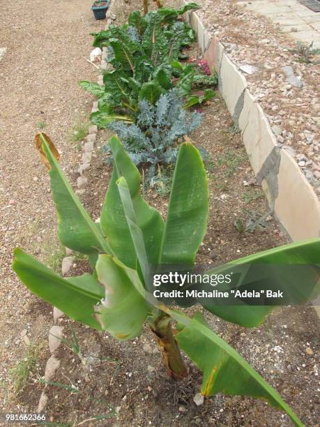 my urban garden in phoenix, arizona - adela foto e immagini stock