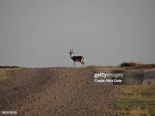 thomson's gazelle on the horizon - springbok deer fotografías e imágenes de stock