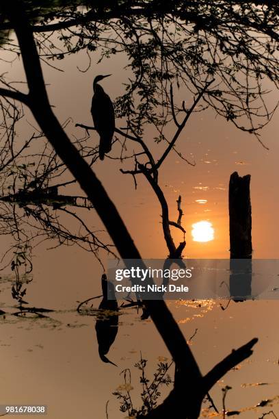 snake bird and sun reflected in water - water snake stock pictures, royalty-free photos & images