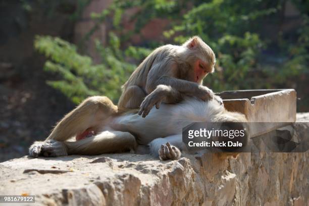 rhesus macaque grooming a male - rhesus macaque stock pictures, royalty-free photos & images