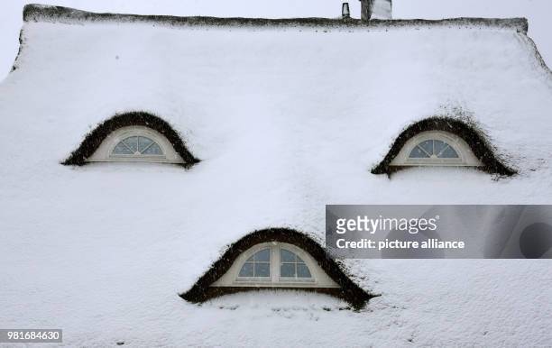April 2018, Germany, Hiddensee Vitte: Snow lies on a reed-covered roof. The winter has struck once again short before Easter in the North of Germany....