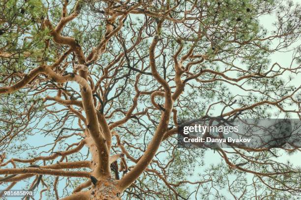 Danitya Tree 640 Danya Stock Photos, High-Res Pictures, and Images - Getty Images