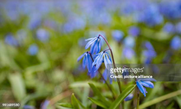 April 2018 ,Germany, Hannover: Blue stars bloom on a meadow at the Lindener mountain in Hanover. Photo: Peter Steffen/dpa