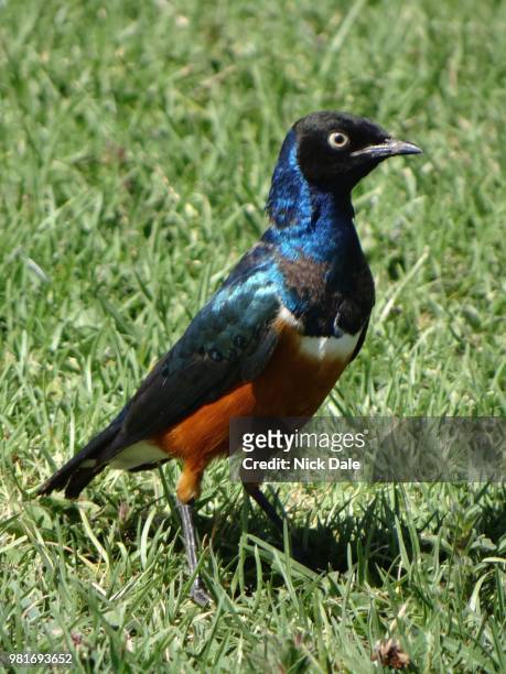 superb starling 1 - superb stock pictures, royalty-free photos & images