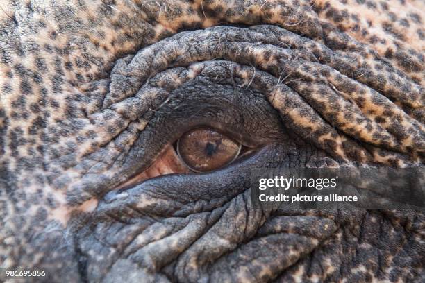 The Asiatic elephant cow 'Pama' stands with her eyes open at the elephants enclosure at the Wilhelma Zoo and Botanical Garden in Stuttgart, Germany,...