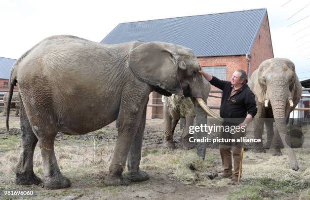 April 2018, Germany, Platschow: Sonni Frankello presents newbie elephant Indra, behind her her stand Kenia and Timba. Indra is the eleventh addition...