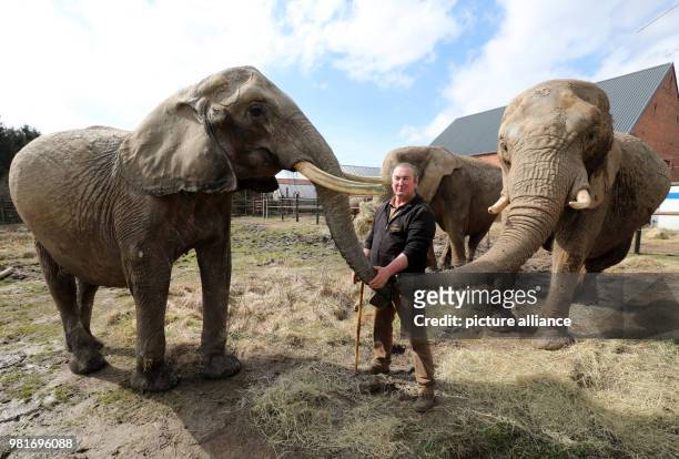 April 2018, Germany, Platschow: Sonni Frankello presents newbie elephant Indra, behind her her stand Kenia and Timba. Indra is the eleventh addition...