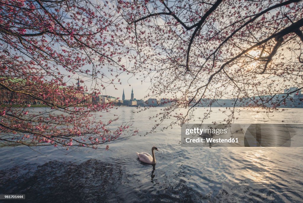 Germany, Hamburg, Germany, Hamburg, blossoming cherry tree at Binnenalster, swimming mute swans