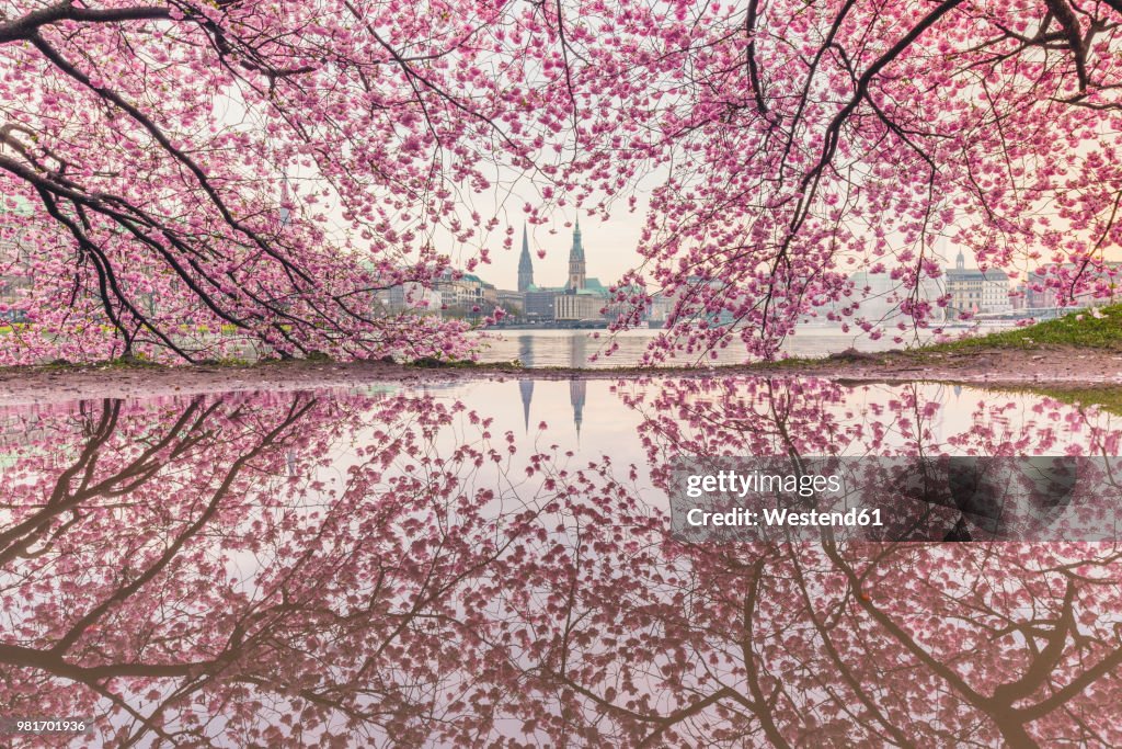 Germany, Hamburg, Germany, Hamburg, blossoming cherry tree at Binnenalster, water reflections of town hall and St. Nicholas' Church