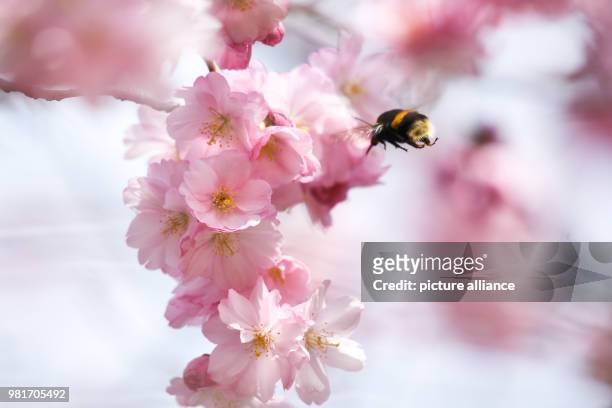 April 2018, Friedrichshafen, Germany: A bumblebee flies on the blossom of a cherry. On Lake Constance the flowering of ornamental cherries has...