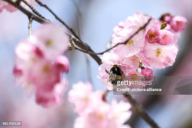 April 2018, Friedrichshafen, Germany: A bumblebee sits on the blossom of a cherry. On Lake Constance the flowering of ornamental cherries has already...