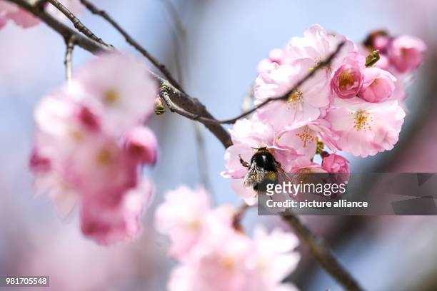 Dpatop - 04 April 2018, Friedrichshafen, Germany: A bumblebee sits on the blossom of a cherry. On Lake Constance the flowering of ornamental cherries...