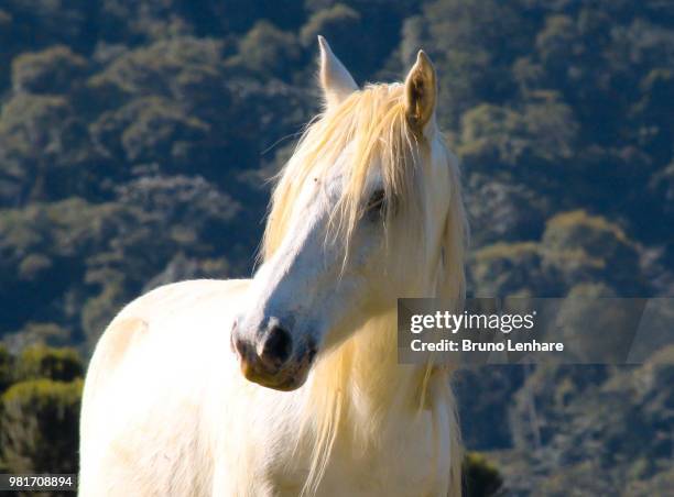 cavalo - cavalo stock pictures, royalty-free photos & images