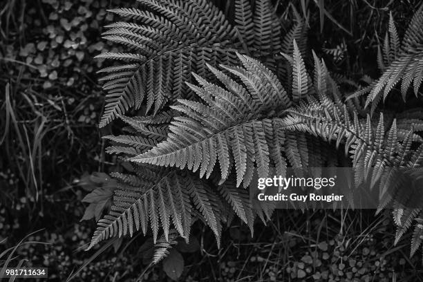 lacy leaf - bracken ストックフォトと画像