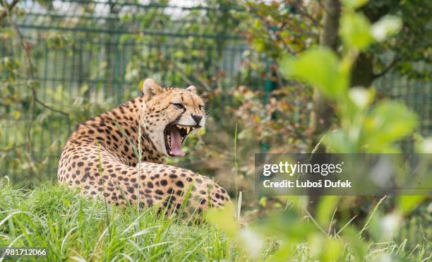 cheetah - czech hunters 個照片及圖片檔