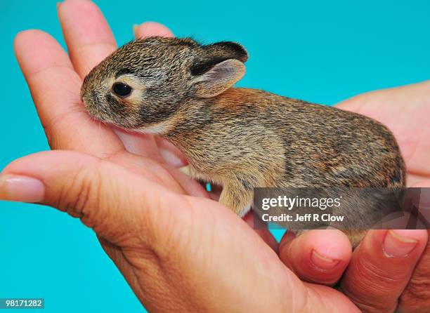 nature in our hands - cottontail stock pictures, royalty-free photos & images