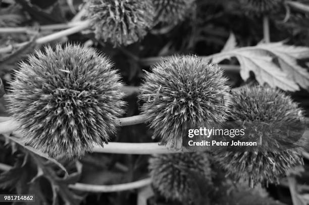 globe thistle - globe thistle stock pictures, royalty-free photos & images