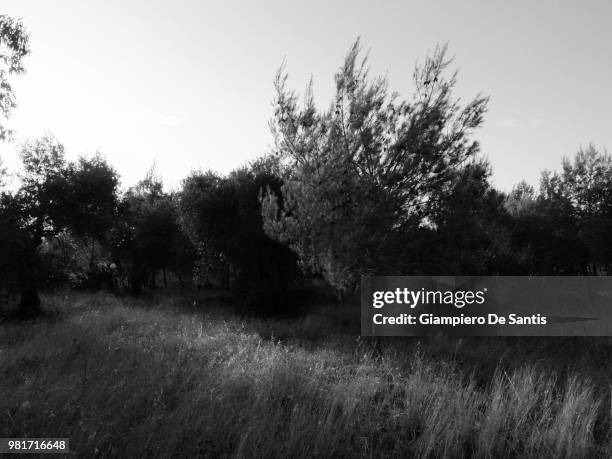 l'albero - albero stock pictures, royalty-free photos & images