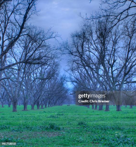 pecan farm - pecan tree bildbanksfoton och bilder