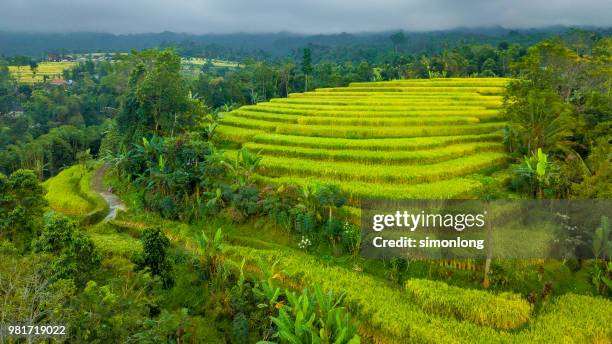 aerial view of rice terrace field in bali, indonesia. - arroz de grão curto imagens e fotografias de stock