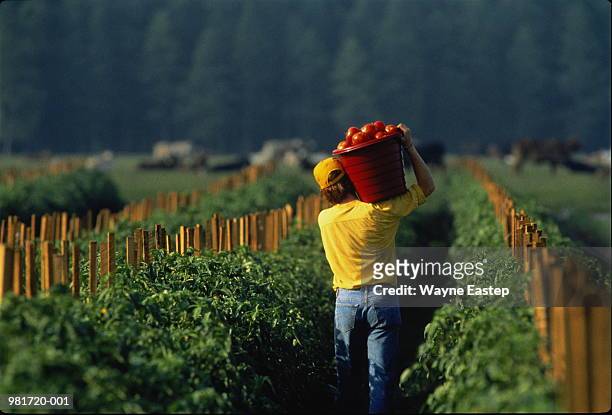 farm labourer carrying bucket of tomatoes on shoulder, rear view - tomat bildbanksfoton och bilder