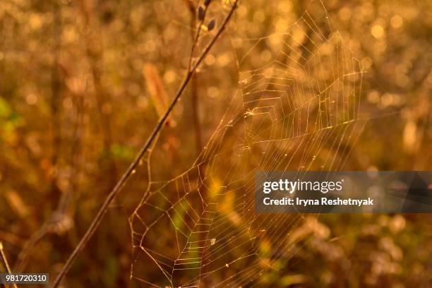 Split Spider Thread 170 Spider Thread Stock Photos, High-Res Pictures, and Images - Getty ...