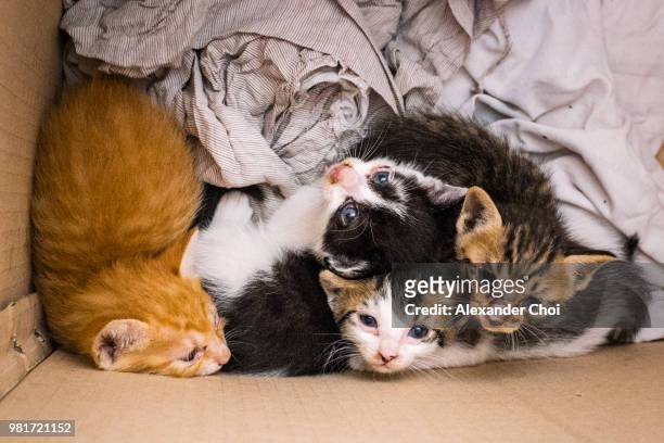 baby cats - cute puppies and kittens stock pictures, royalty-free photos & images