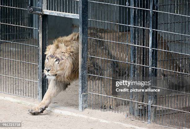 April 2018, Germany, Cologne: Newbie Navin enters the enclosure at Cologne Zoo. Young lion Navin was brought in from Aalborg in Denmark in early...