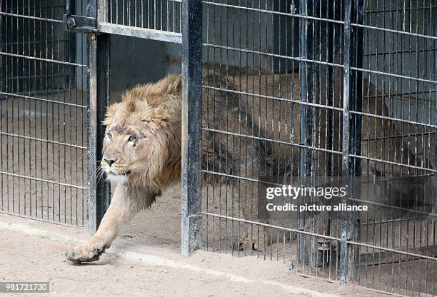 Dpatop - 05 April 2018, Germany, Cologne: Newbie Navin enters the enclosure at Cologne Zoo. Young lion Navin was brought in from Aalborg in Denmark...