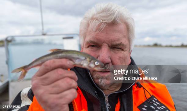 March 2018, Germany, Hoopte: Wilhelm Grube, fisherman on the river Elbe, holds up a smelt. After four decades in the job, Grube fears for the future,...