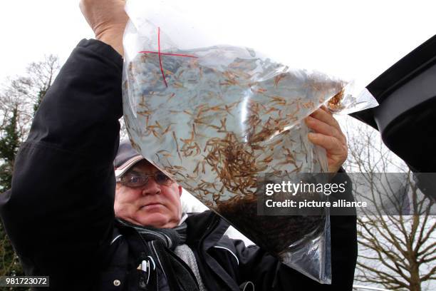 April 2018, Germany, Salzwedel: Rene-Peter Schallat from the fishing association Salzwedel showing young sea trout that are to be introduced to the...