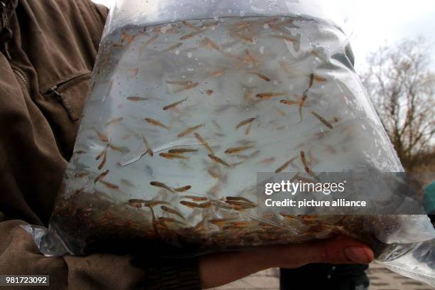 April 2018, Germany, Salzwedel: Approximately three centimetre big sea trouts swimming in a plastic pouch. In line with the Saxony-Anhalt migrating...