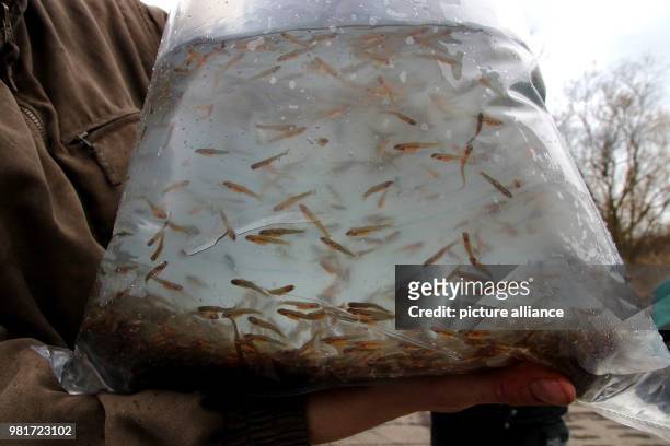 April 2018, Germany, Salzwedel: Approximately three centimetre big sea trouts swimming in a plastic pouch. In line with the Saxony-Anhalt migrating...